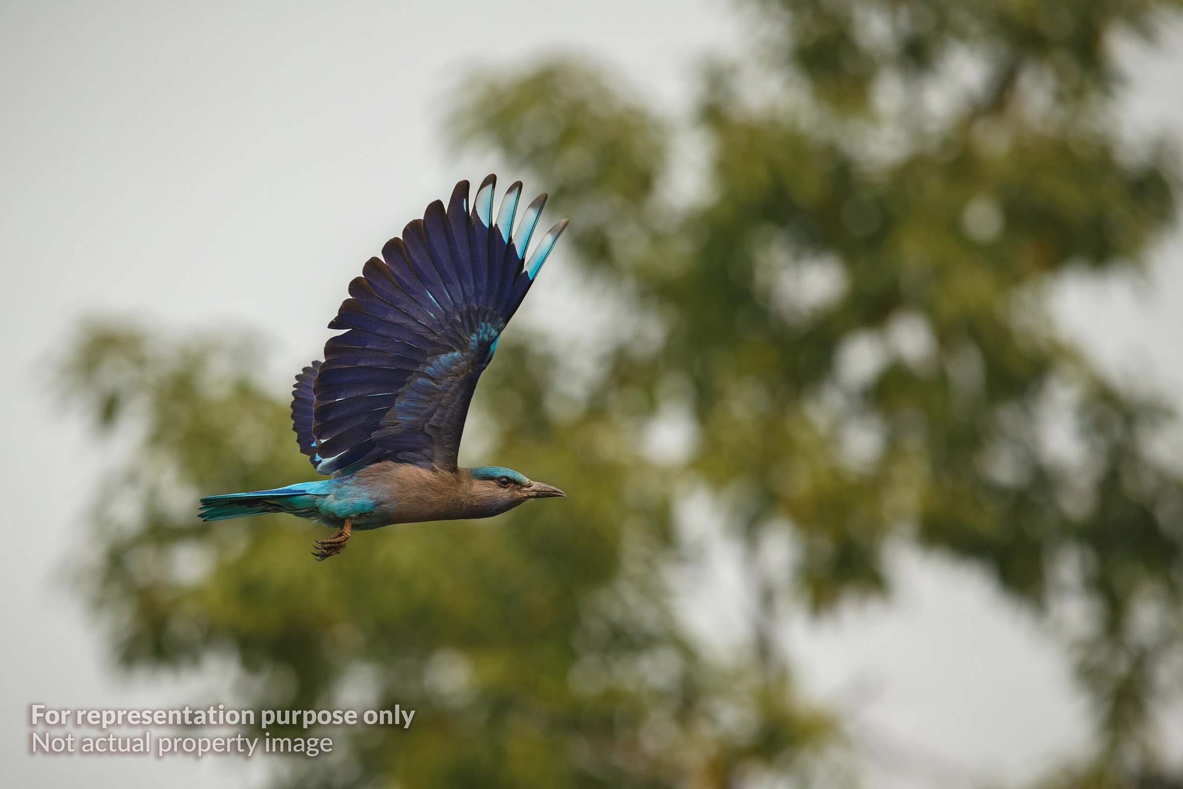 Birdwatching Tours