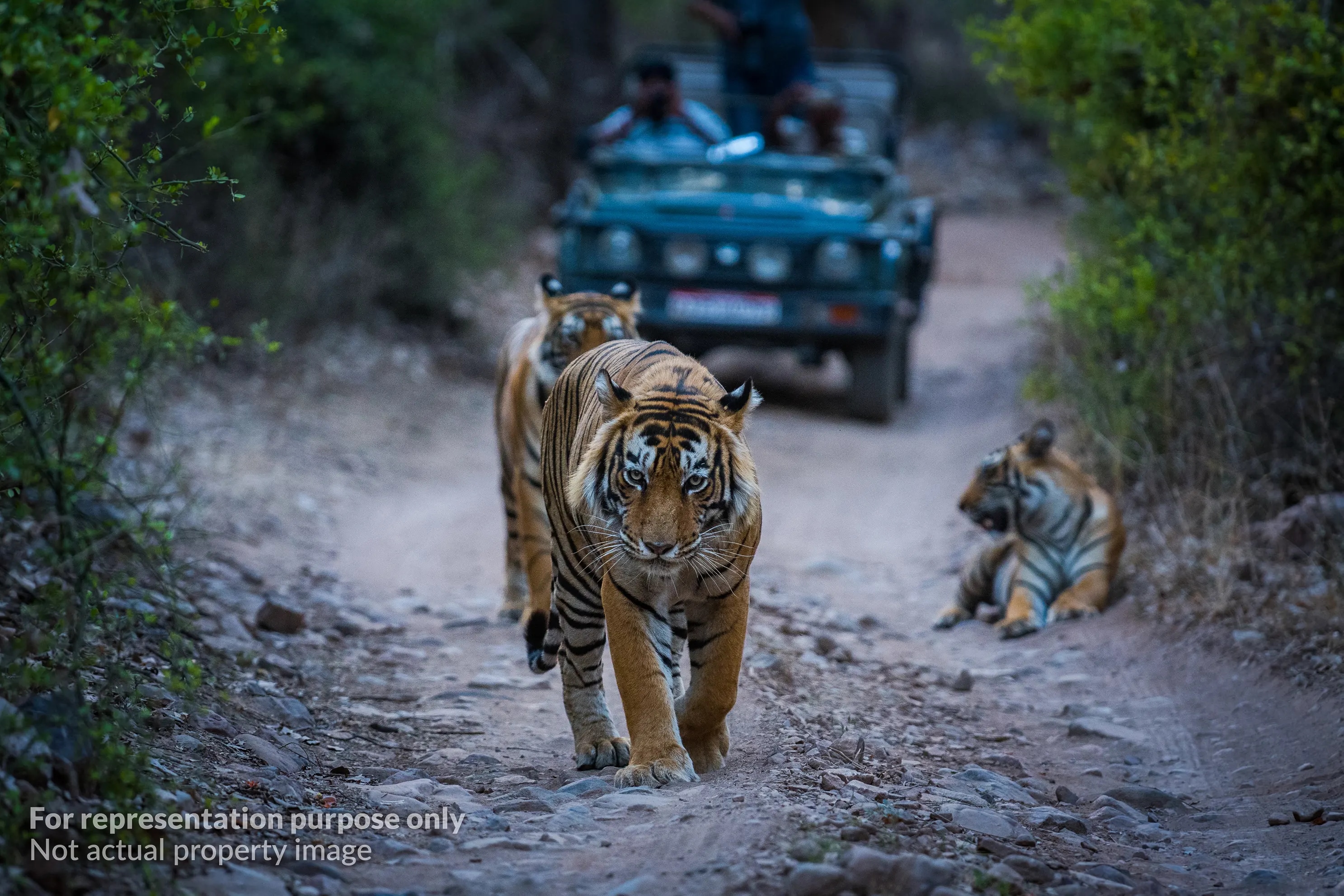 Jim Corbett Safari