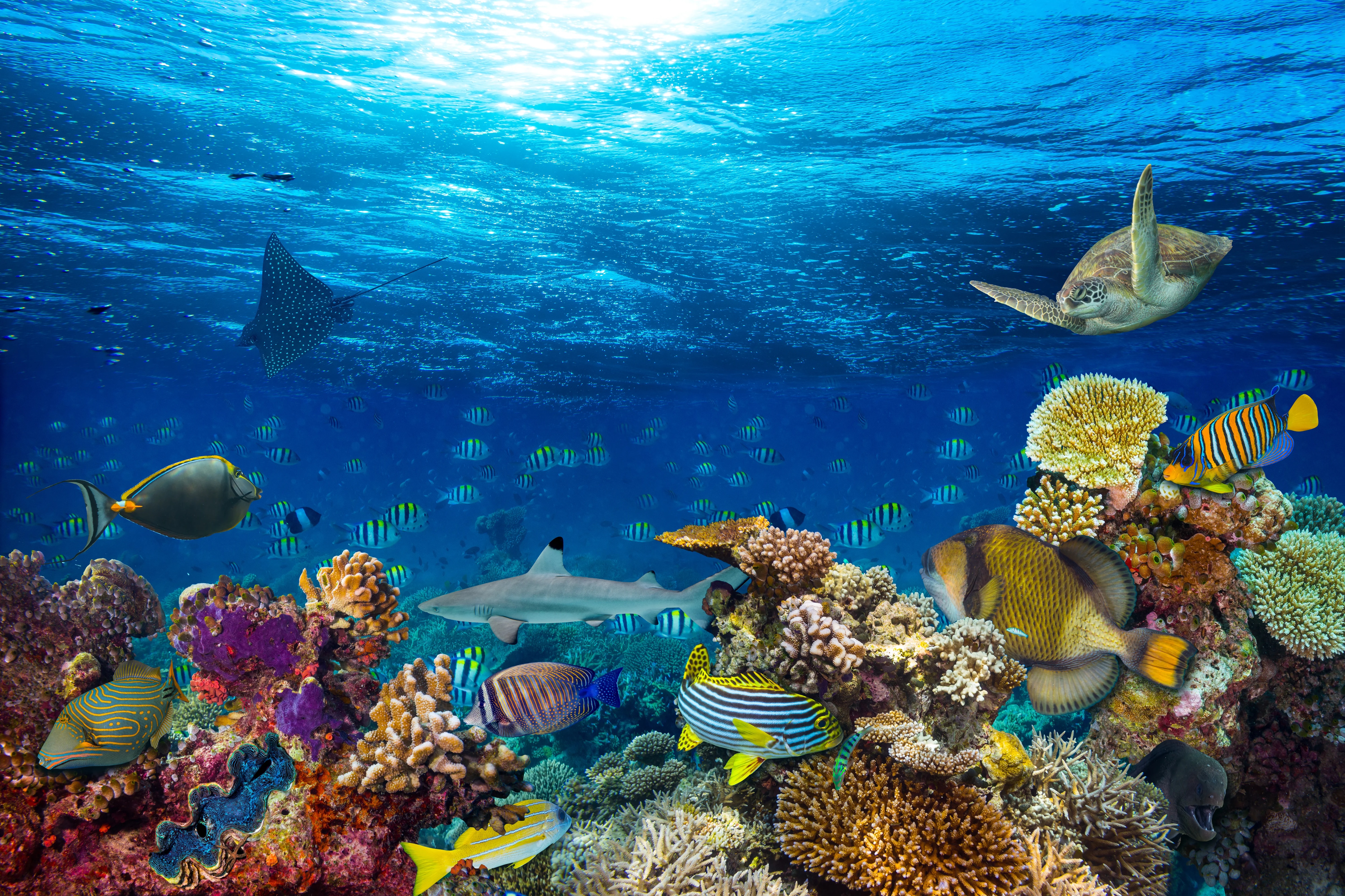 PADI Dive Centre & Night Diving
