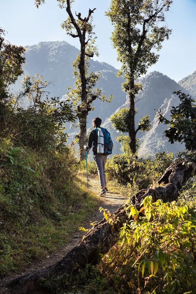 Rejuvenating Forest Hikes